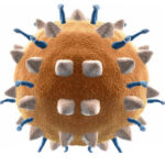 virus vectormune